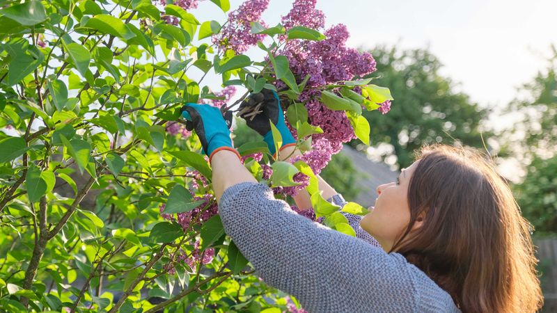Excessive Trimming of Lilacs