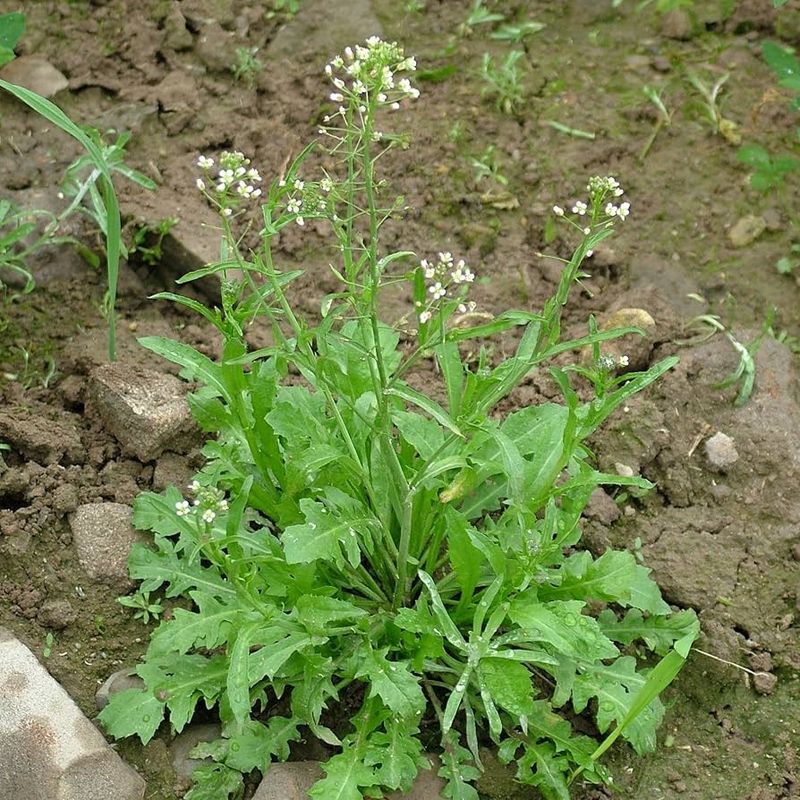 Shepherd's Purse
