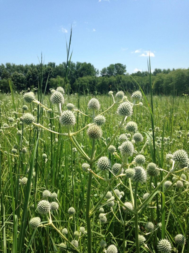 Rattlesnake Master