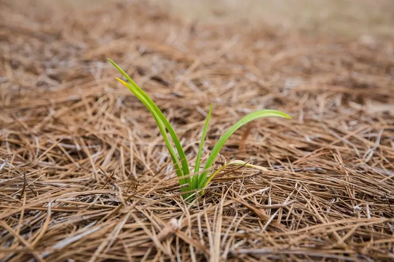 Pine Needles
