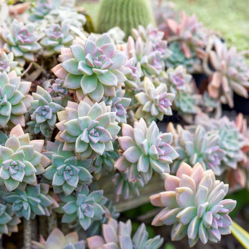 Subdued Succulent Star