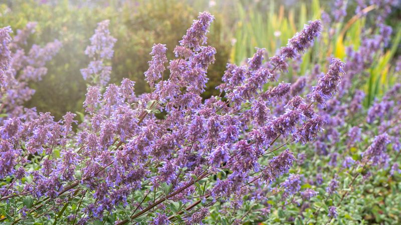 Catmint