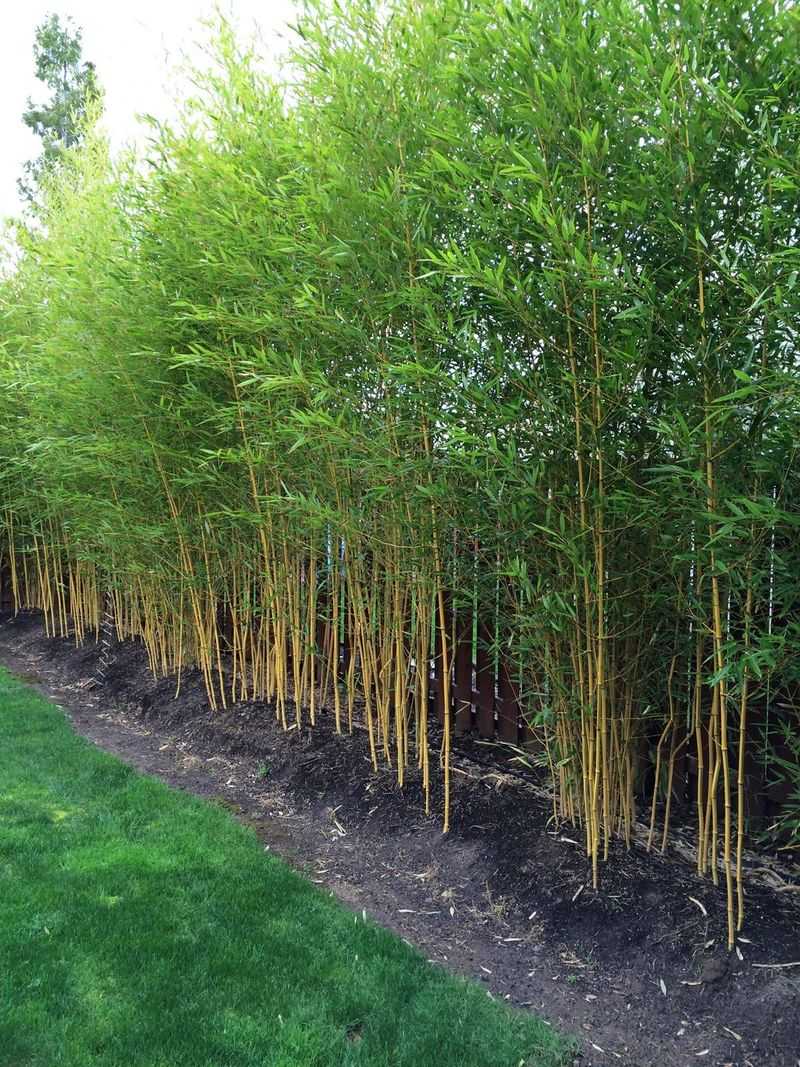 Golden Bamboo