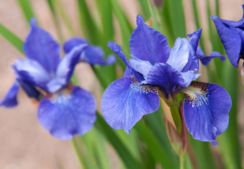 Siberian Iris