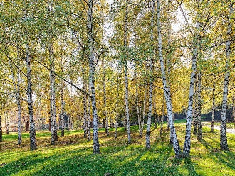 Silver Birch
