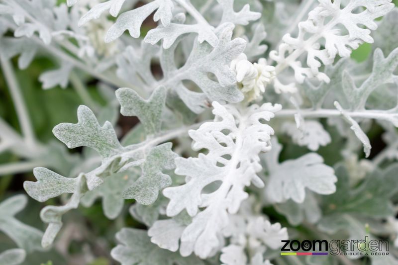 Silver Dust Cineraria