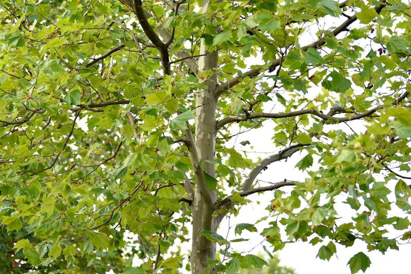 Sycamore