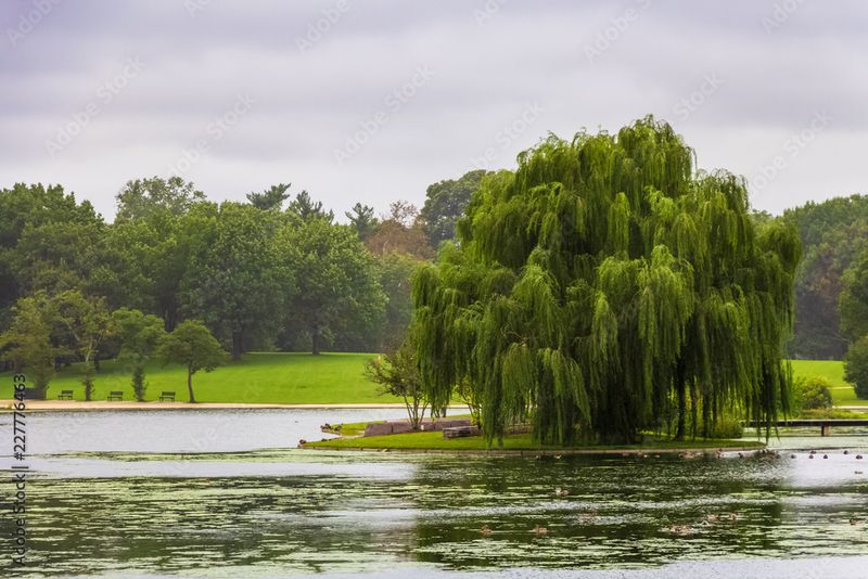 Weeping Willow