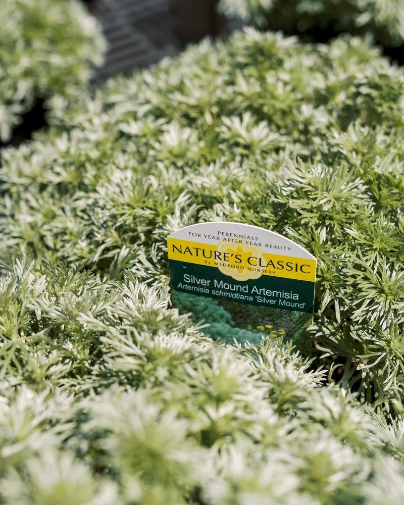 Silver Mound Artemisia