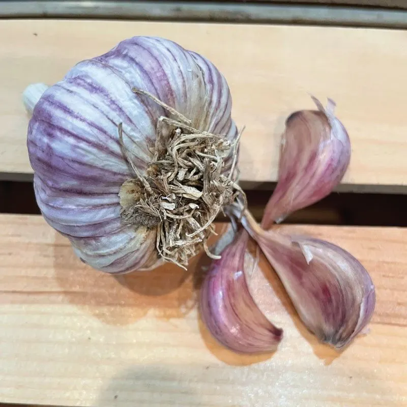 Bogatyr Garlic
