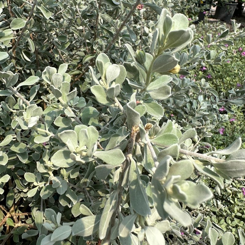 Silver Sage
