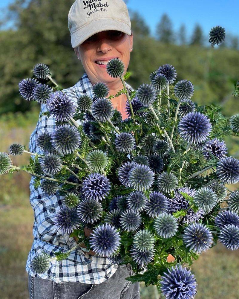 Silver Thistle