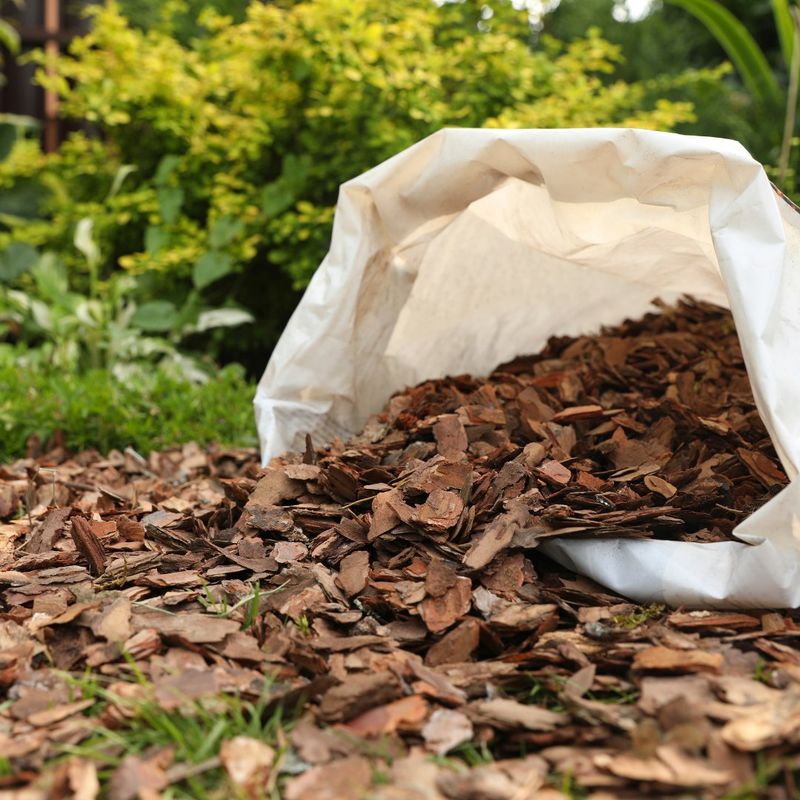 Skipping Mulch for Roses