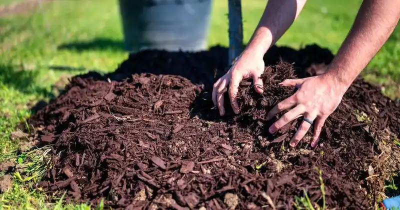 Skipping Mulch