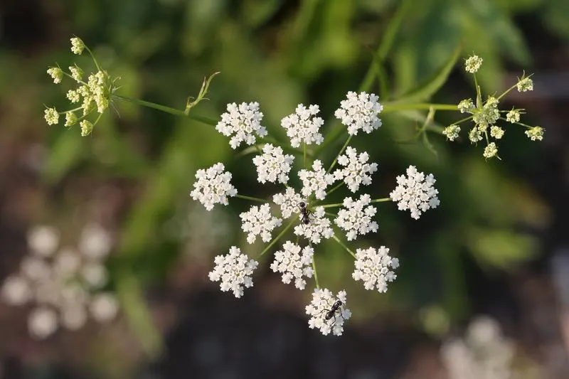 Skirret