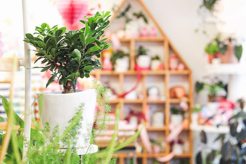 Slow-Growing Ficus