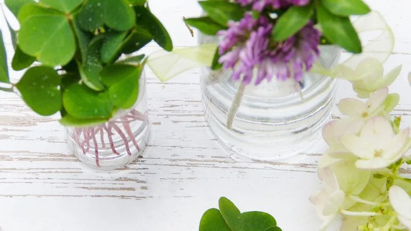 Flower Preservative