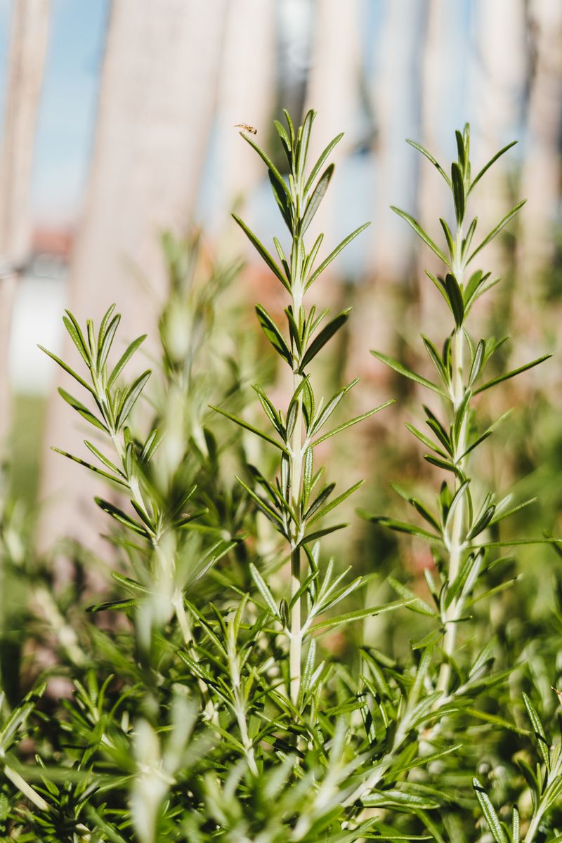 Slug-Repelling Plants