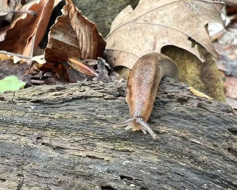 Slugs