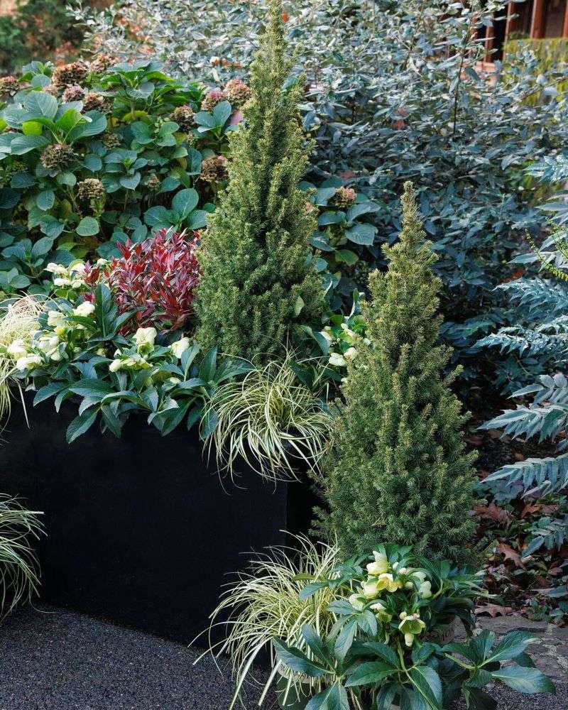 Dwarf Alberta Spruce