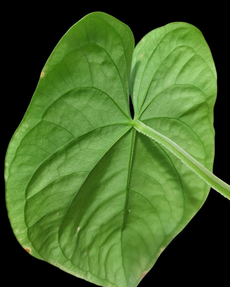 Smooth Leaf Edges
