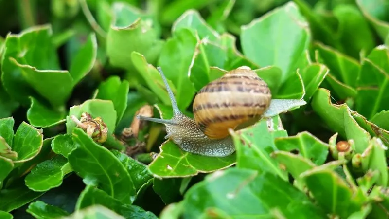 Snails