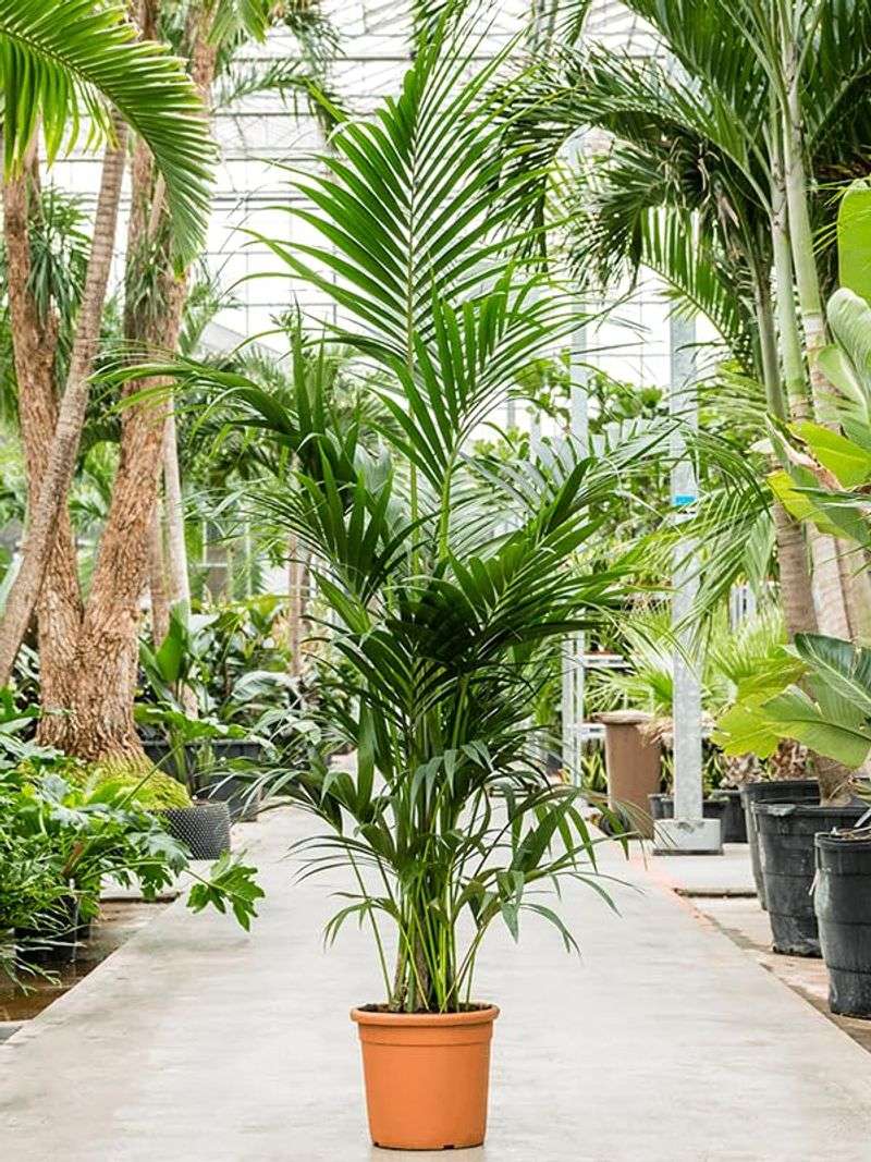 Kentia Palm