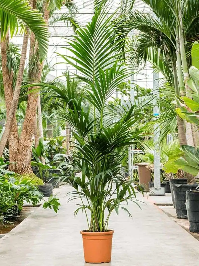 Kentia Palm