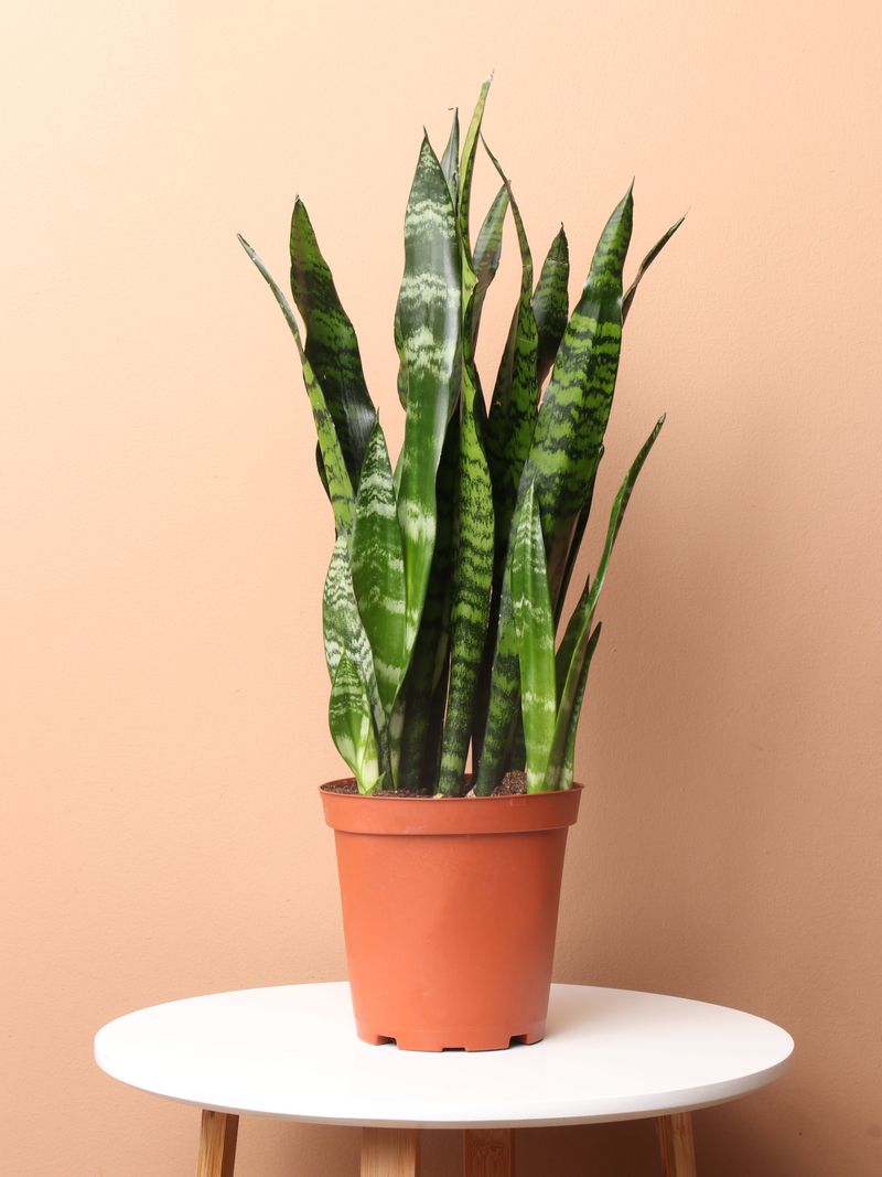 Snake Plant