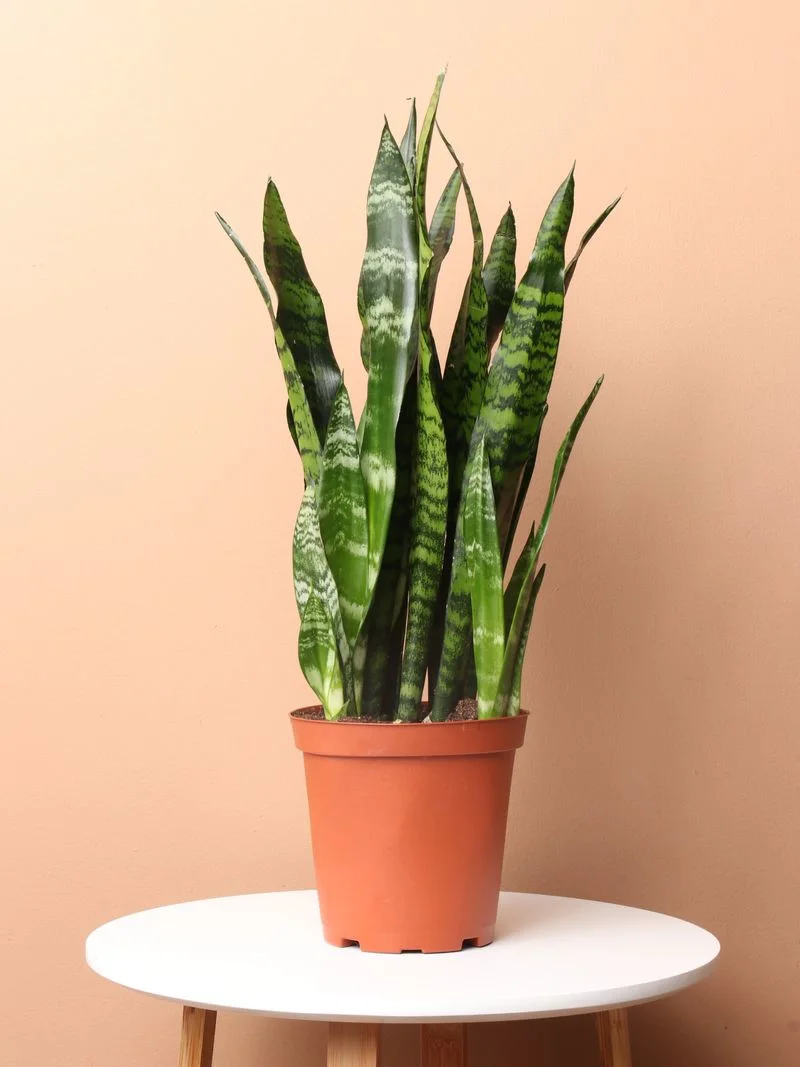 Snake Plant