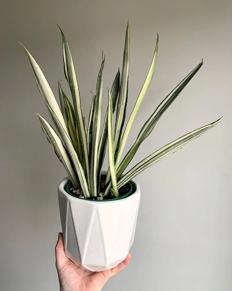 Snake Plant
