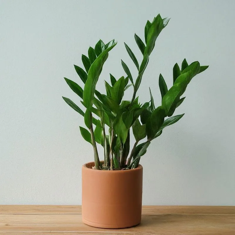 ZZ Plant
