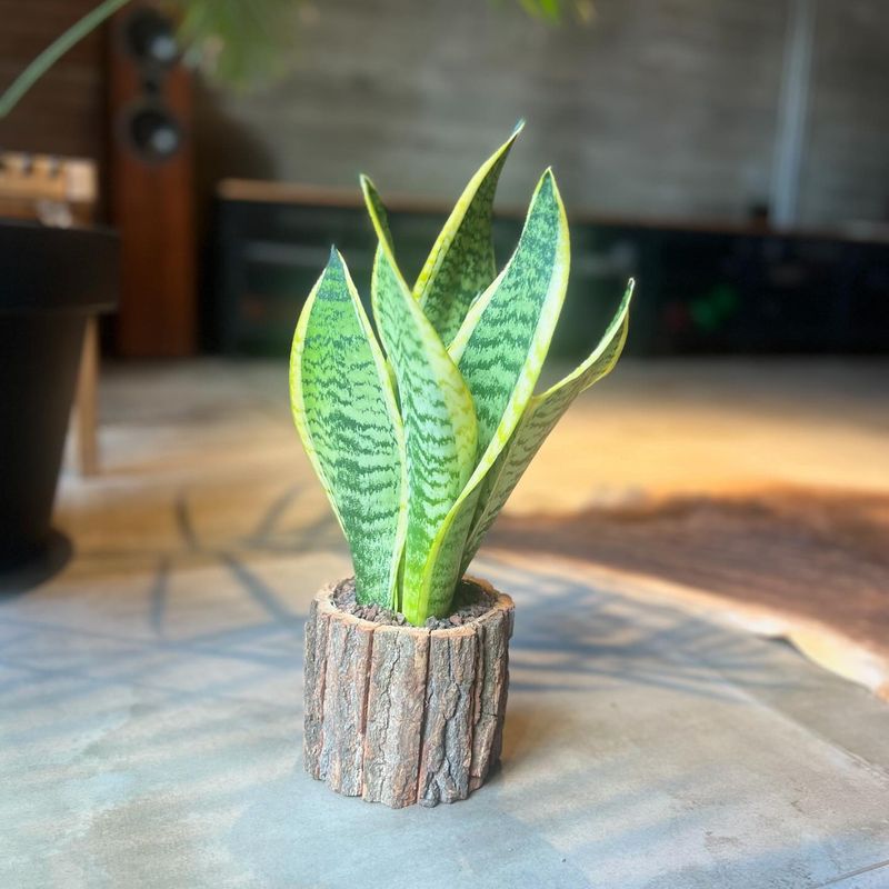 Snake Plant