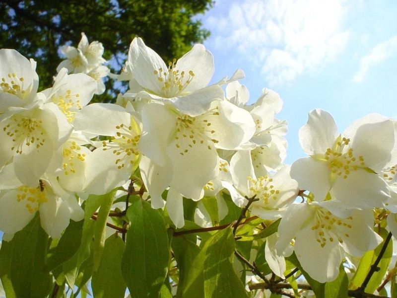 Jasmine