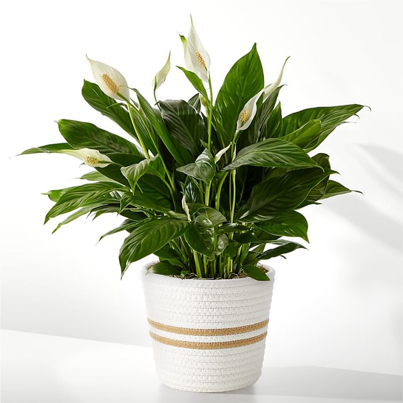 Peace Lily