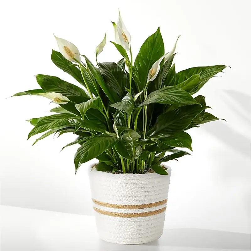 Peace Lily