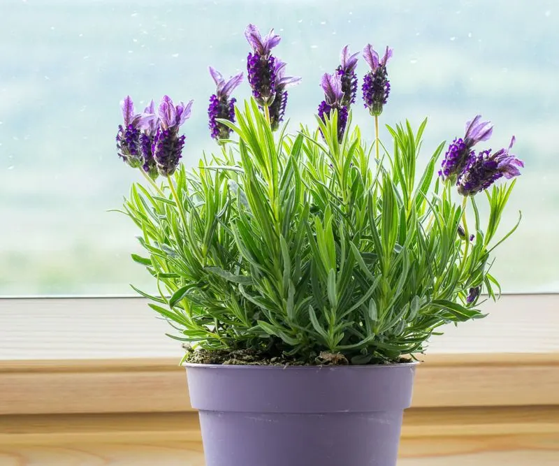 Lavender