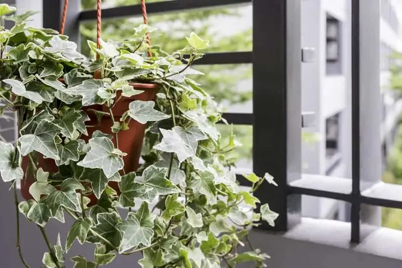 English Ivy
