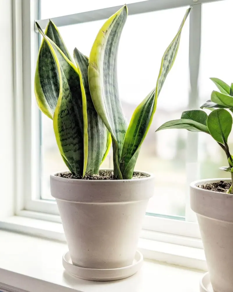 Snake Plant