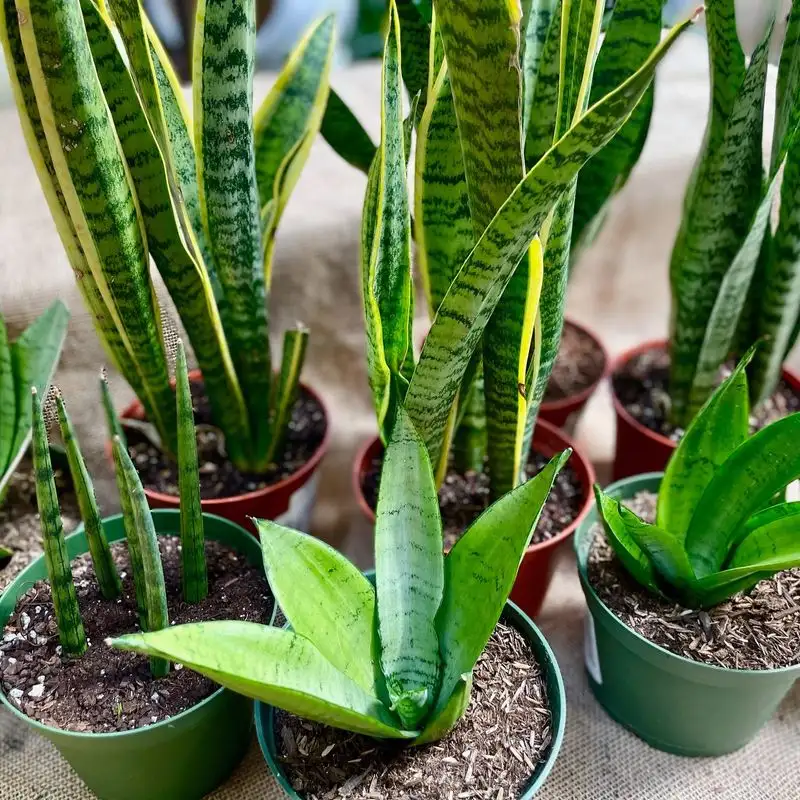 Snake Plant