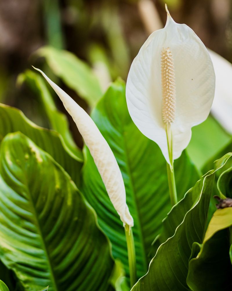 Peace Lily