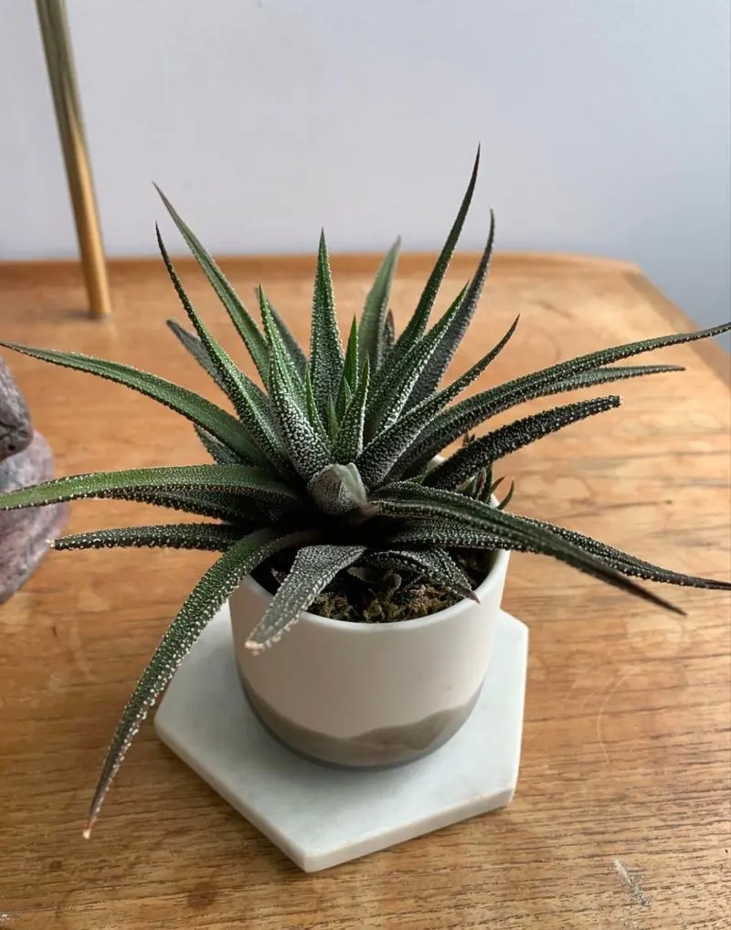 Aloe Vera