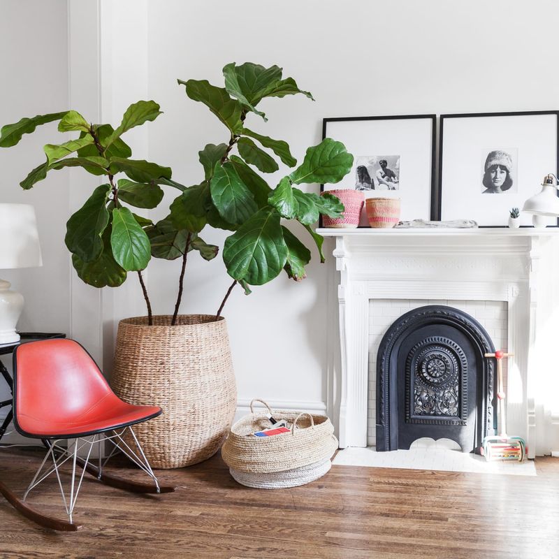 Fiddle Leaf Fig