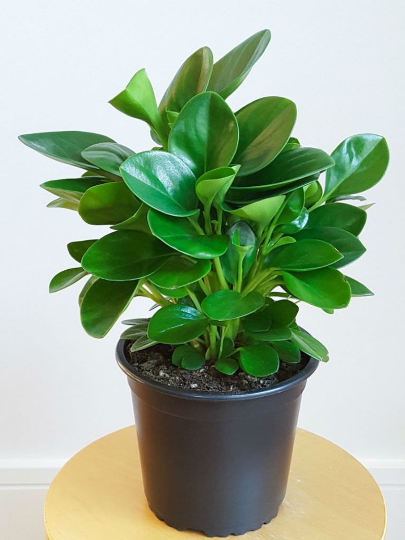 Peperomia Obtusifolia