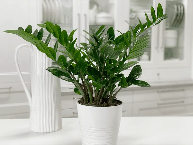 ZZ Plant