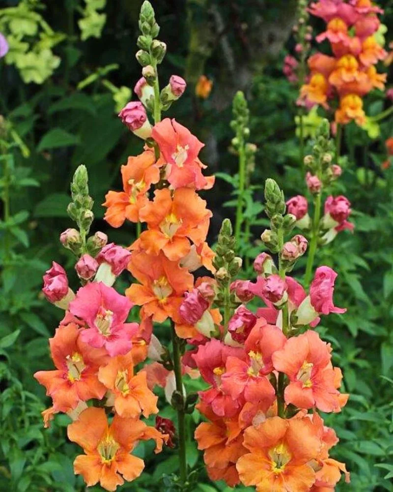 Snapdragon