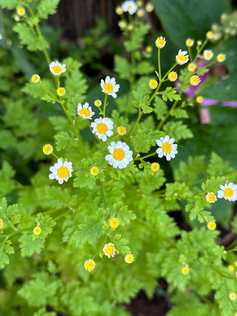 Feverfew