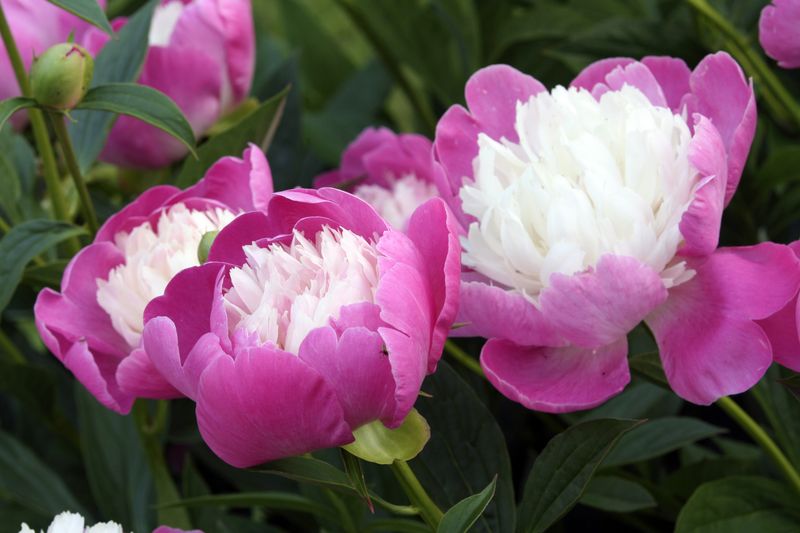 Peony
