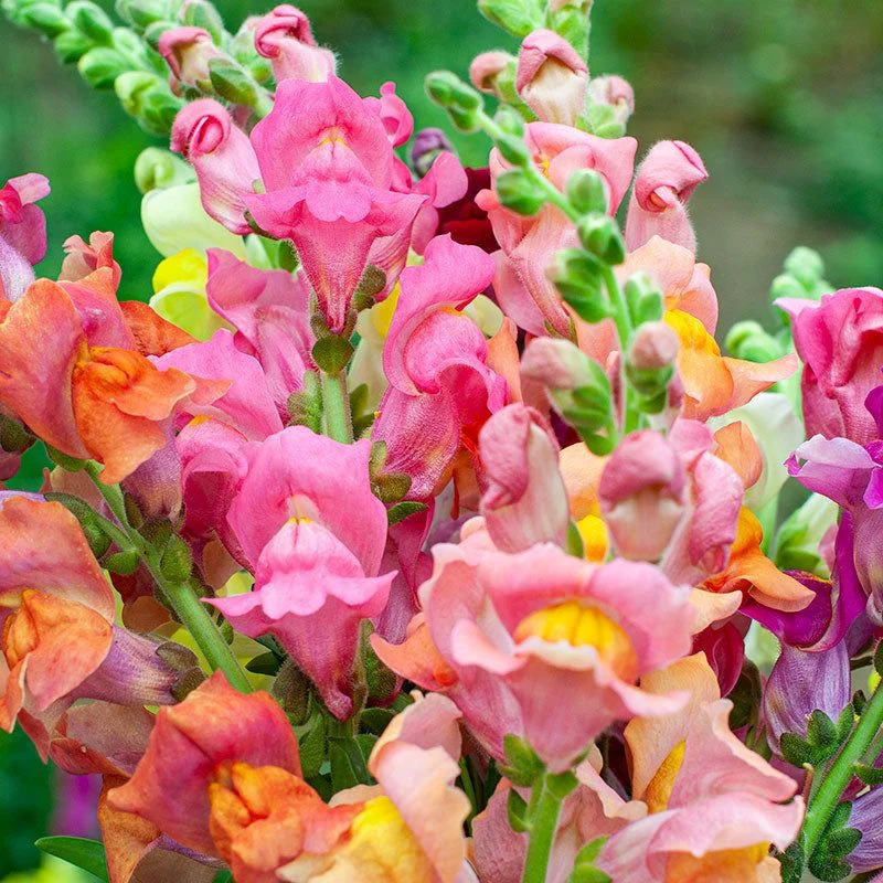 Snapdragon