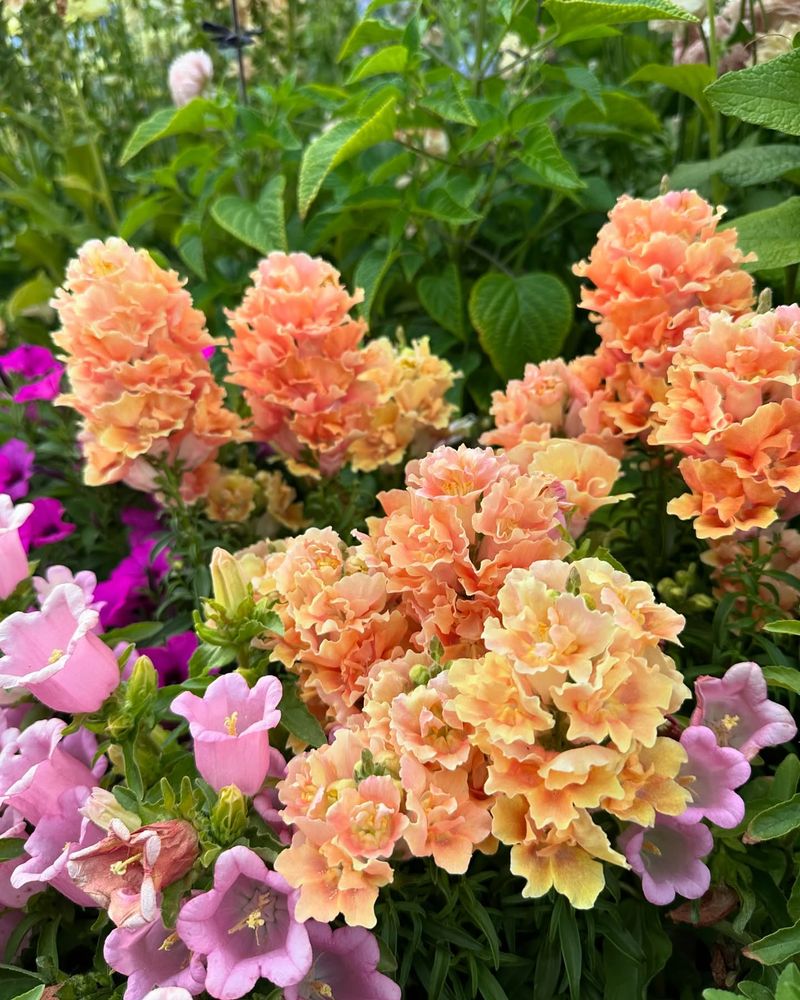Snapdragon